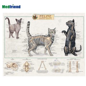 Cat-Anatomy-Poster.jpg