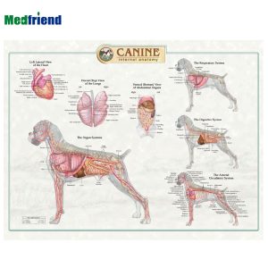 Dog-Anatomy-Poster.jpg